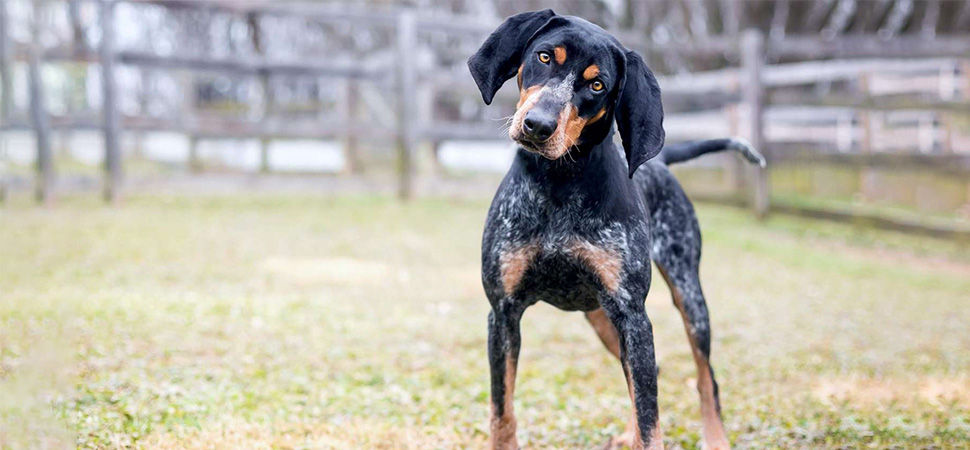 Bluetick Coonhound