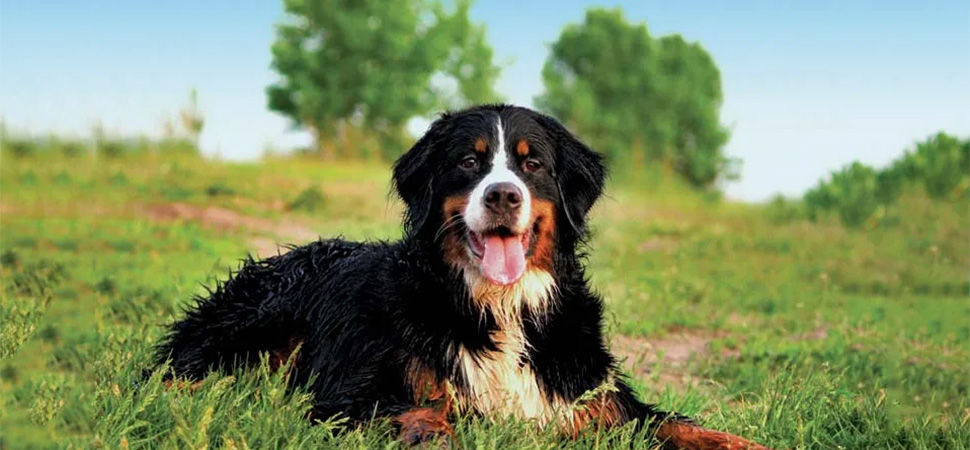 Bernese Mountain Dog