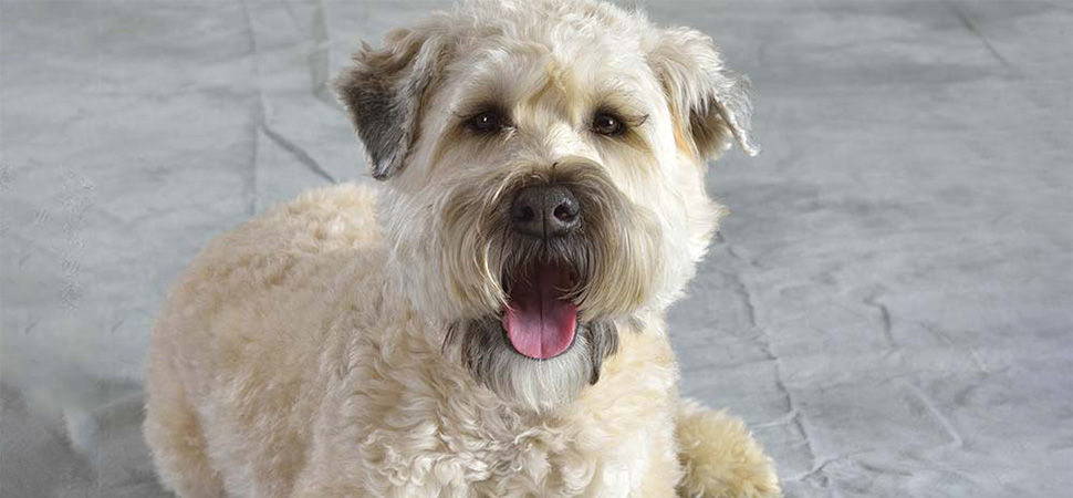 Soft-Coated Wheaten Terrier