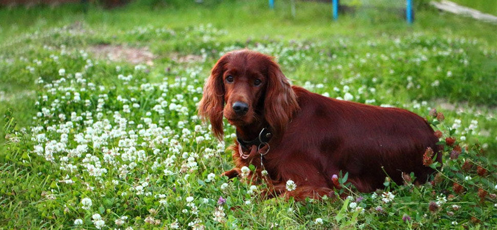 Irish Setter