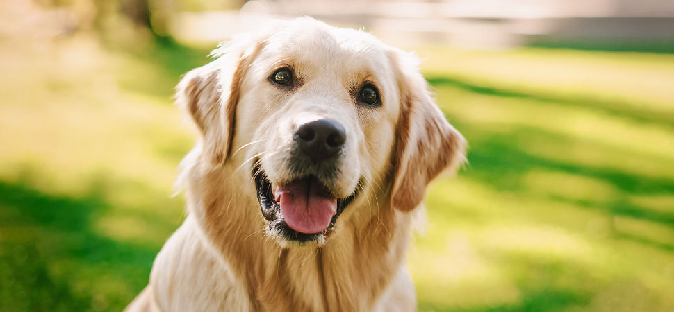 Labrador Retriever