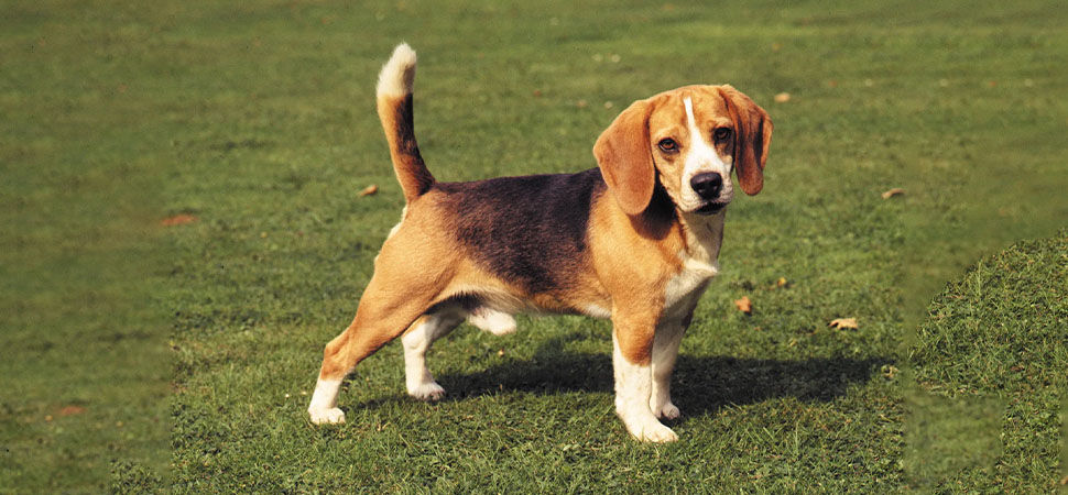 Beagle