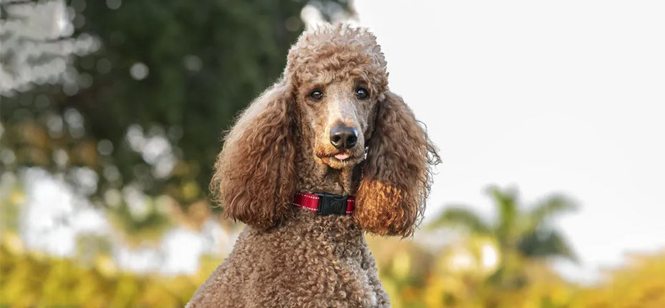 Poodle