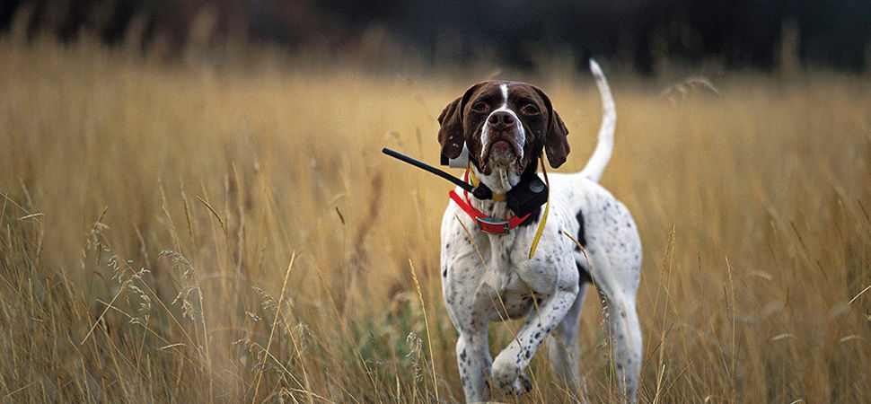 English Pointer