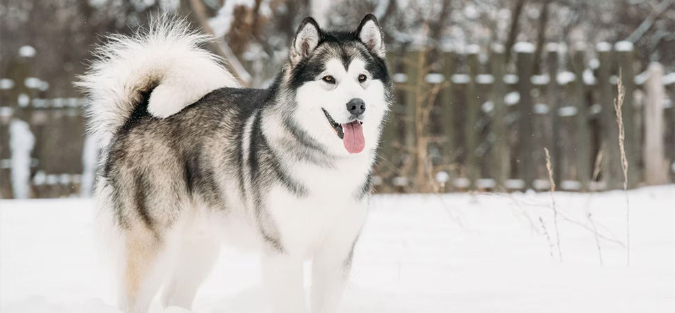 Alaskan Malamute