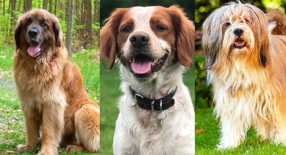 These are the 20 Best Dog Breeds for Families