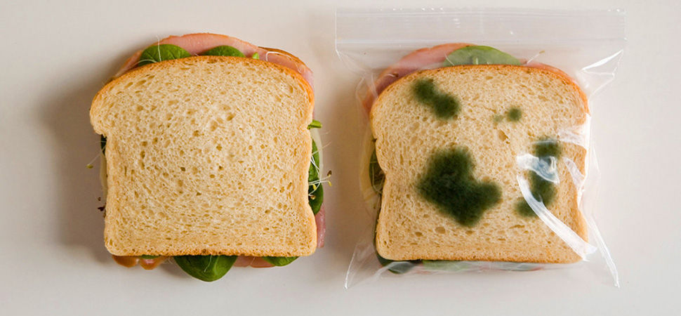 The Moldy Sandwich