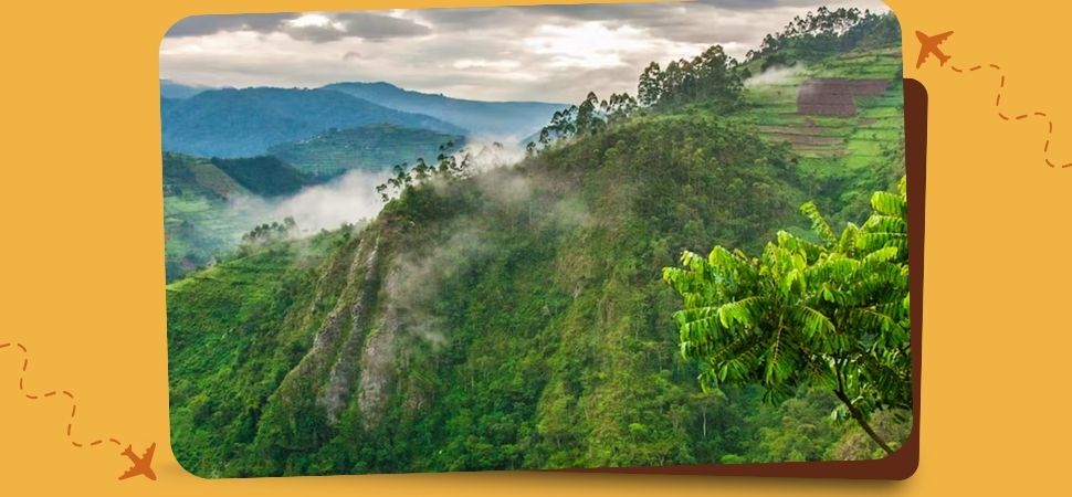 Bwindi Impenetrable Forest, Uganda