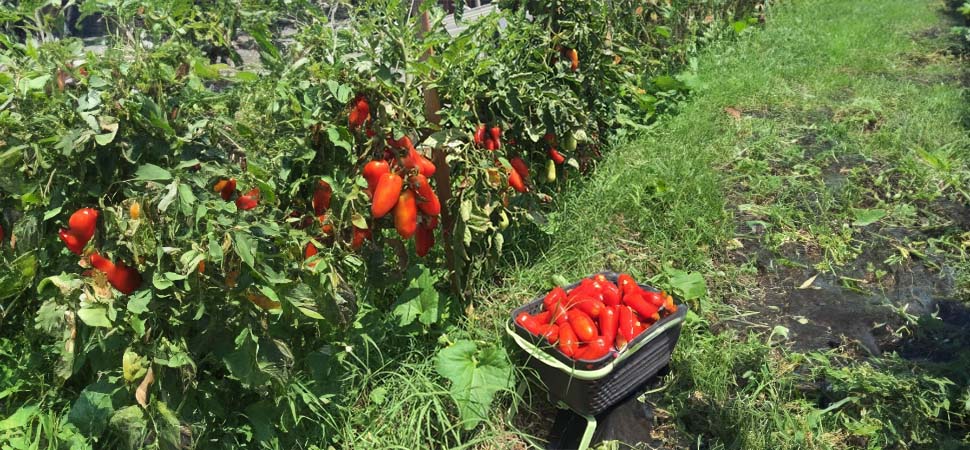 What Are San Marzano Tomatoes?