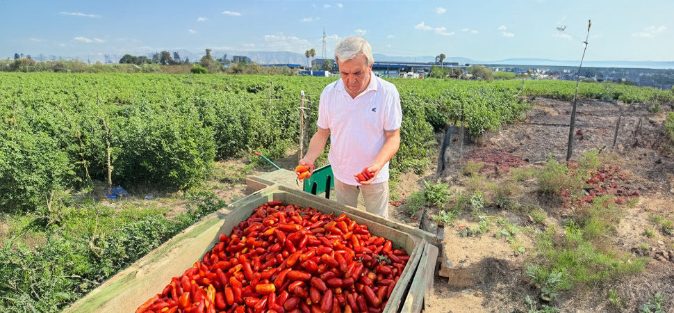 US-Grown vs. Italy-Grown San Marzano Tomatoes