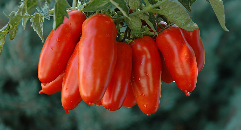 What Makes San Marzano Tomatoes Special?