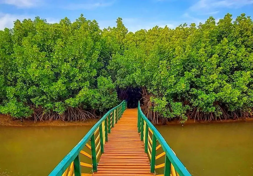 View of Mangrove Boardwalk (Kandla Vana)