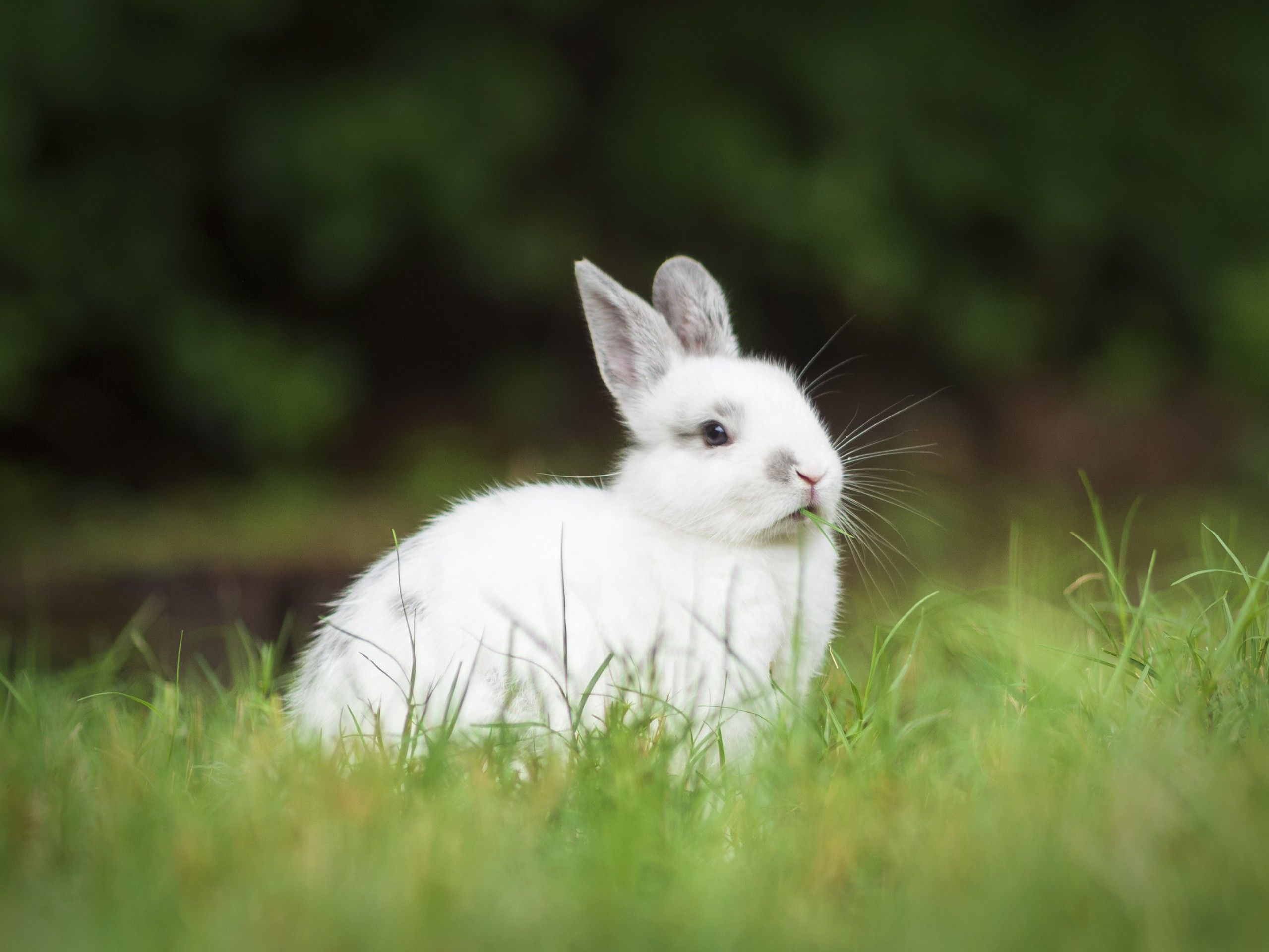 Rabbit Hutch | Everything You Need to Know