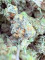 100$ oz Jungle Cake 🎂 🐒 