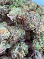 100$ oz Jungle Cake 🎂 🐒 