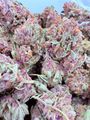 100$ oz Guava Pop 💥 