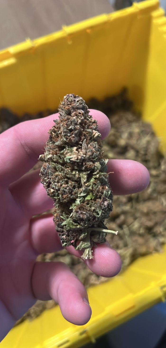 4oz FOR $100  (only one strain available)
