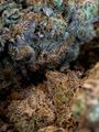 ⛽️⛽️⛽️GAS⛽️⛽️⛽️- 🚨🏇😶‍🌫️🫠Designer Pink Bubba Gas AAAA++🚨🏇😶‍🌫️🫠