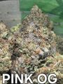 PINK OG