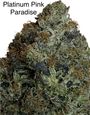 ⛽️⛽️⛽️GAS⛽️⛽️⛽️🚨😶‍🌫️🫠 Platinum Pink Paradise AAAA++🚨😶‍🌫️🫠