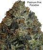 ⛽️⛽️⛽️GAS⛽️⛽️⛽️🚨😶‍🌫️🫠 Platinum Pink Paradise AAAA++🚨😶‍🌫️🫠