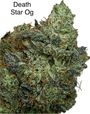 ⛽️⛽️⛽️GAS⛽️⛽️⛽️-☠️☄️😶‍🌫️ 🚨Death Star Og AAAA++ 🚨☠️☄️😶‍🌫️