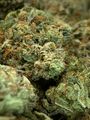 ⛽️⛽️⛽️GAS⛽️⛽️⛽️-☠️☄️😶‍🌫️ 🚨Death Star Og AAAA++ 🚨☠️☄️😶‍🌫️