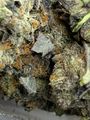 ⛽️⛽️⛽️GAS⛽️⛽️⛽️🚨😶‍🌫️😏Larry Bubba AAAA++🚨😶‍🌫️😏🙃