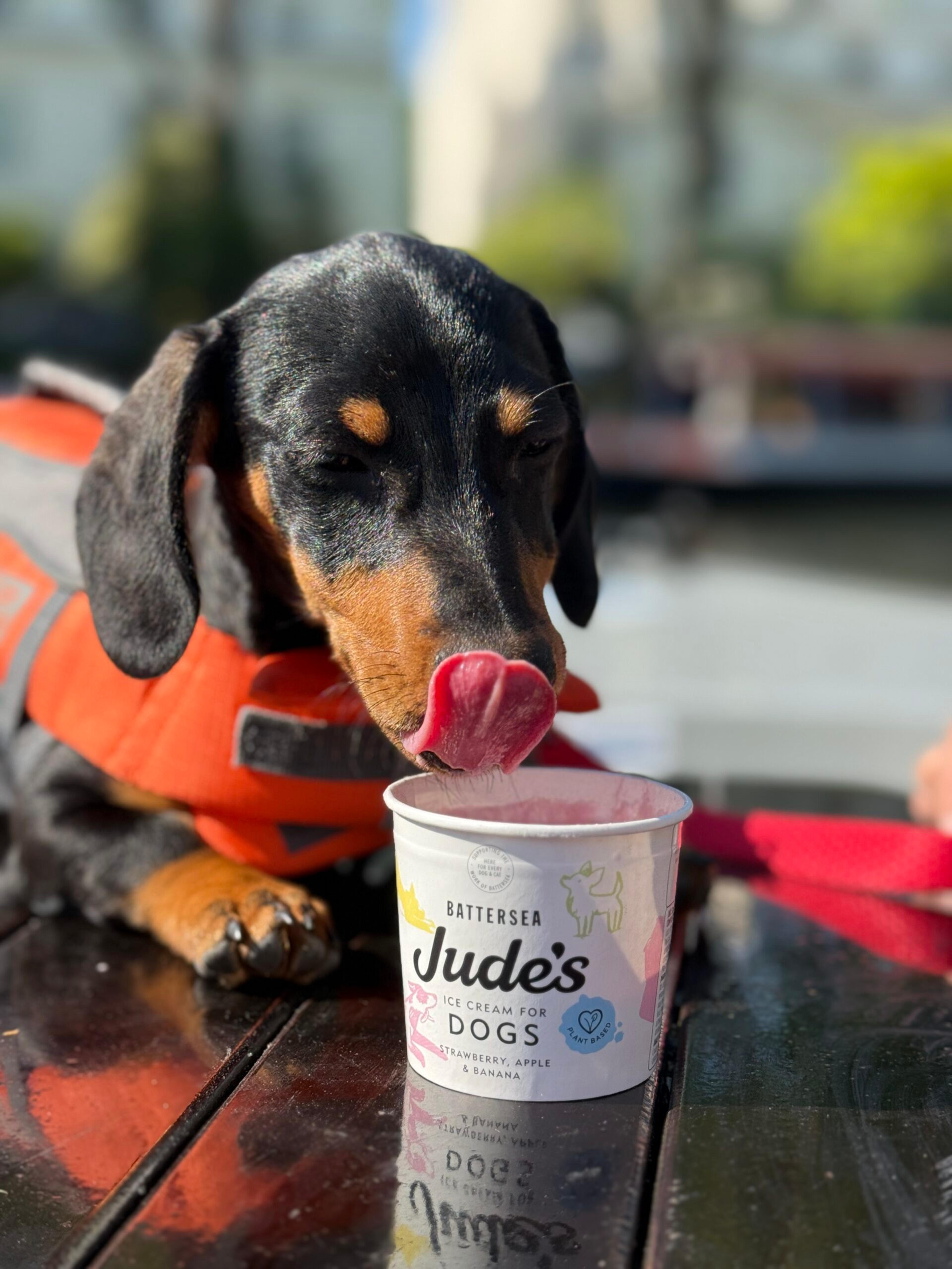 to show the new doggy ice cream off in Paddington and Canary Wharf