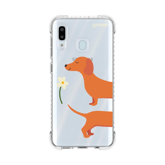 Meu Cão Salsicha  Meu Cão Salsicha