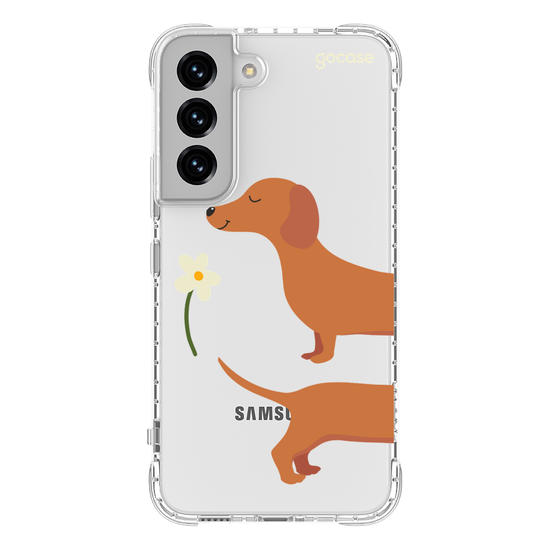 Meu Cão Salsicha  Meu Cão Salsicha