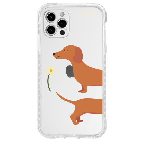 Meu Cão Salsicha  Meu Cão Salsicha