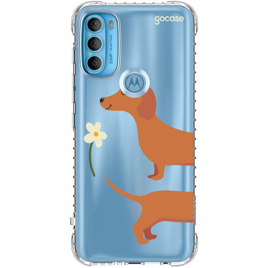 Meu Cão Salsicha  Meu Cão Salsicha