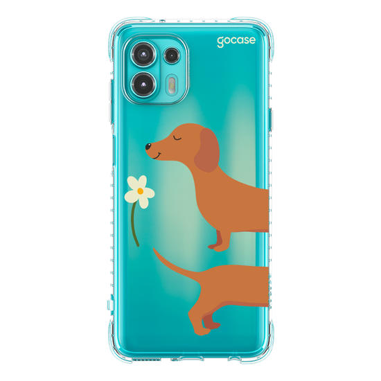 Meu Cão Salsicha  Meu Cão Salsicha