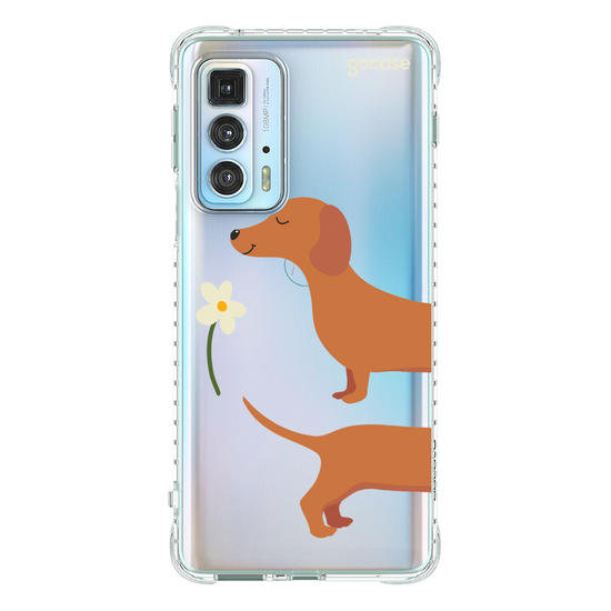  Meu Cão Salsicha