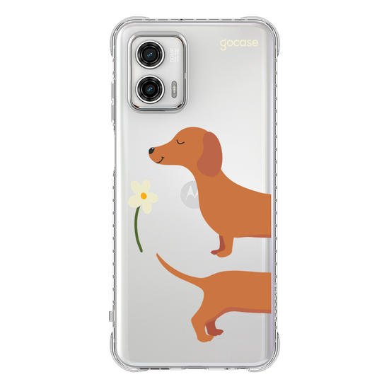 Meu Cão Salsicha  Meu Cão Salsicha