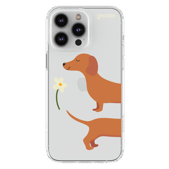 Meu Cão Salsicha  Meu Cão Salsicha