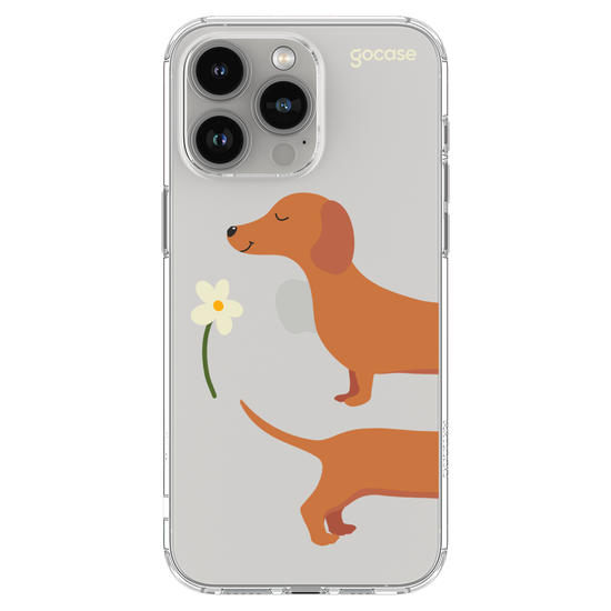  Meu Cão Salsicha