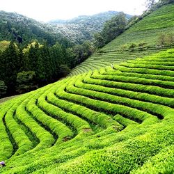 tea-garden-tour