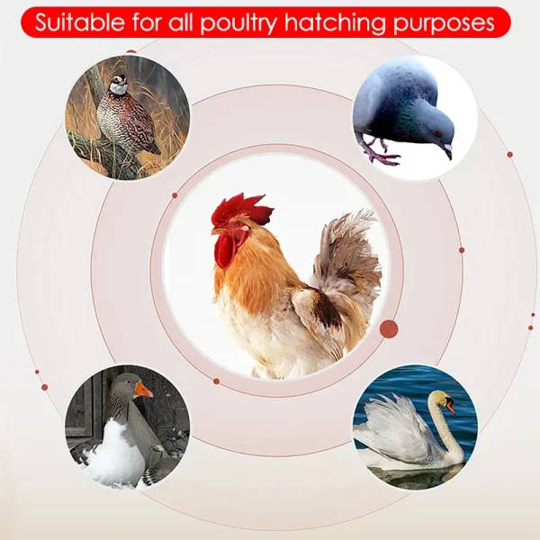 Farm poultry fully automatic turning egg incubator dual-electric mini household brooder for chicken goose duck bird 16 eggs 220v | Professional Grade | Bulk Available - Image 5