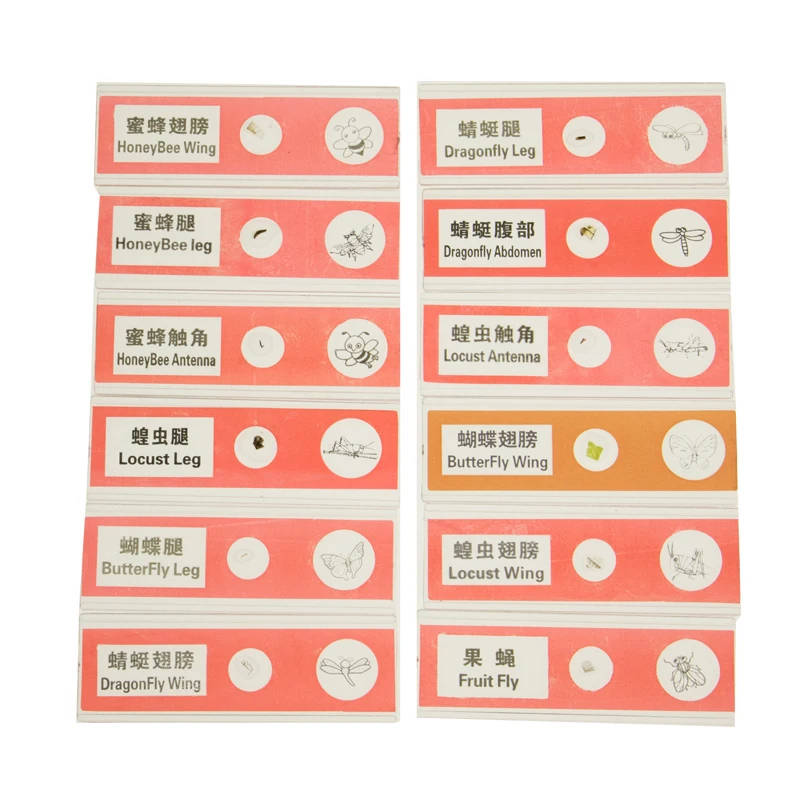 48 Kinds Plastic Prepared Microscope Slides: Animal, Plant, Insect Specimens for Educational and Research Use A comprehensive set of 48 plastic prepared microscope slides featuring a diverse range of animal, plant, and insect specimens. Ideal for educational and research purposes. A comprehensive set of 48 plastic prepared microscope slides featuring a diverse range of animal, plant, and insect specimens. Ideal for educational and research purposes. 48 Kinds Plastic Prepared Microscope Slides: Animal, Plant, Insect Specimens for Educational and Research Use - Image 5