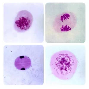 12PCS Onion Anther Meiosis and Root Tip Mitotic Microscope Prepared Biological Slides for Teaching and Scientific Research