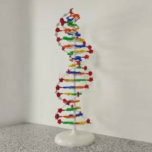 DNA Double Helix Structure Model