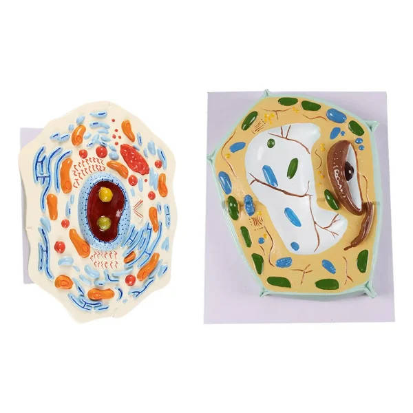 Animal Cell Anatomy Model: Cell Model Animal Cell | Animal Cell Model