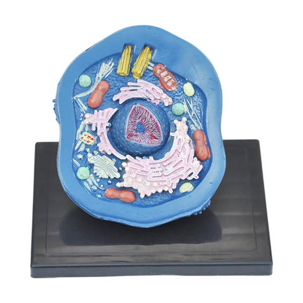 Animal Cell Anatomy Model: Cell Anatomy Model | Anatomy Teaching Models