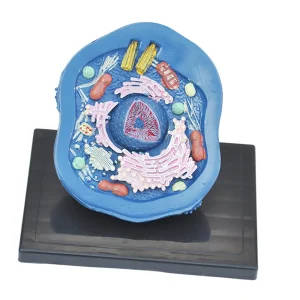 Animal Cell Anatomy Model