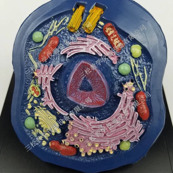 Cell Microstructure Animal Cell Microstructure Anatomical Model: Biology Lab Equipment ...