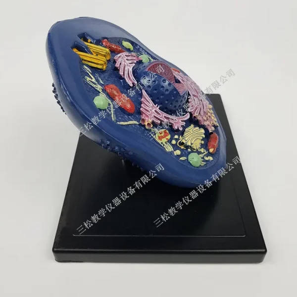 Animal Cell Microstructure Anatomical Model: Biology Lab Equipment ...