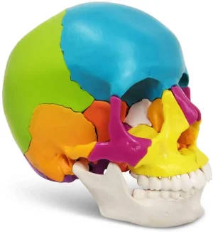 Human Adult Skull Model