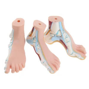 3-Piece 1:1 Lifesize Human Foot Anatomical Model Set